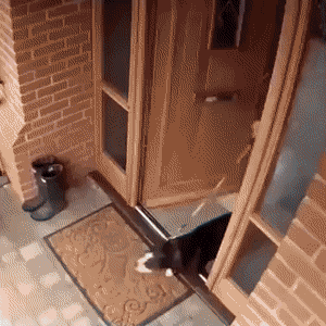 https://i.postimg.cc/LXw4GnNM/2.gif
