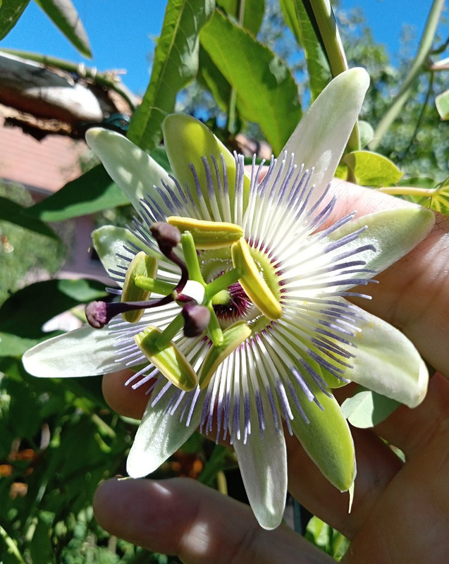 IMG_20250630_121317790