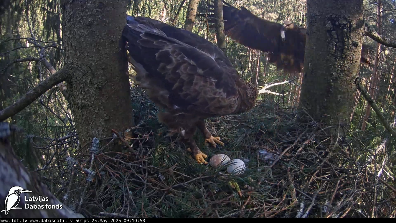 Mazais ērglis (Clanga pomarina), ligzda eglē __ Lesser spotted eagle in spruce, Zemgale, Latvia 10-1