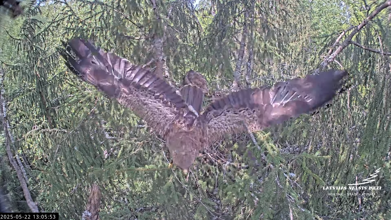 LVM mazais ērglis Lisiņa, egle2 – Lesser Spotted Eagle 12-53-13 screenshot (1)