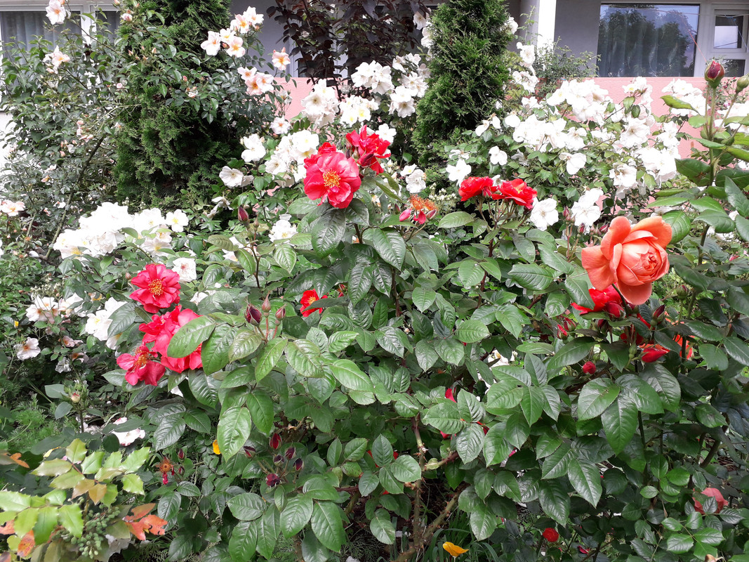 20190604_105523
