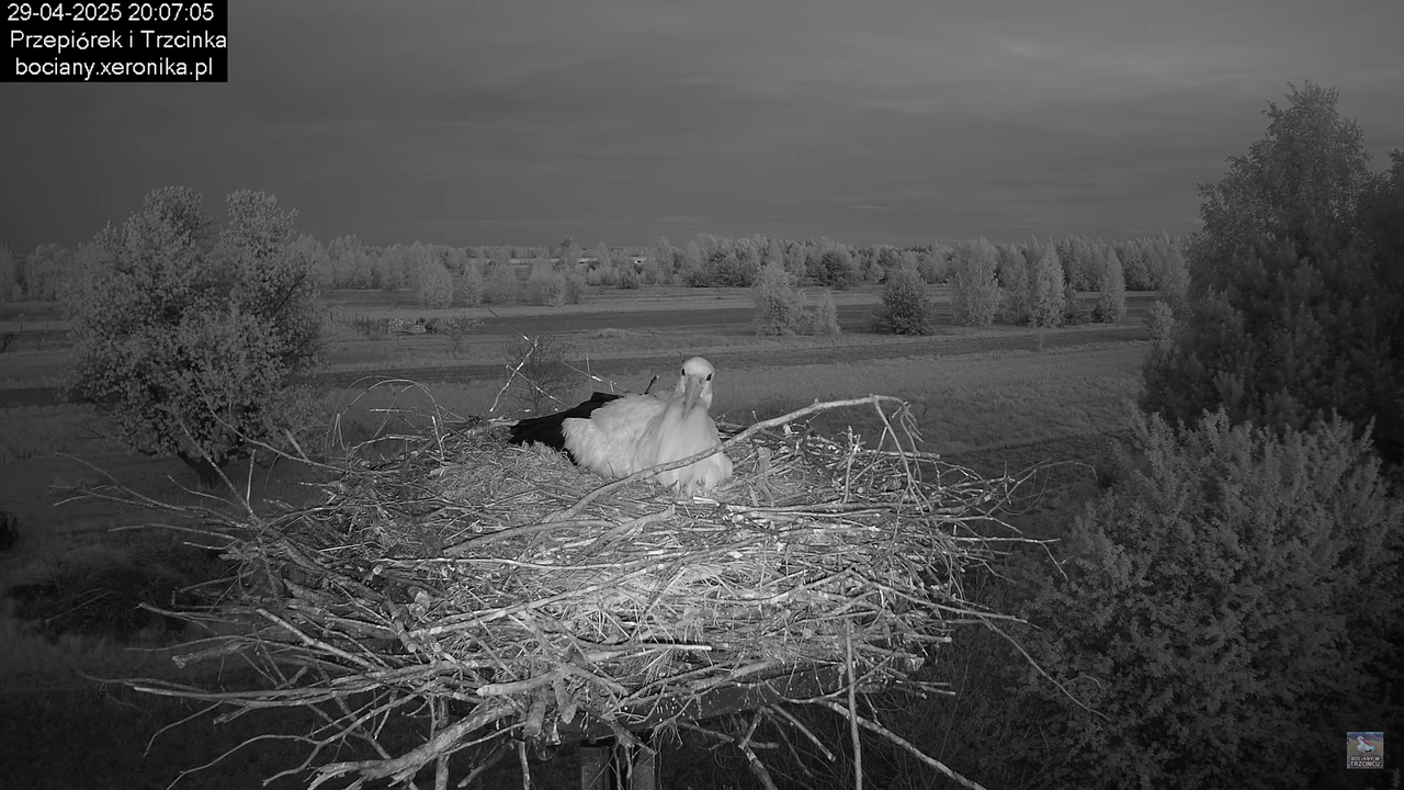 29042025bociany27