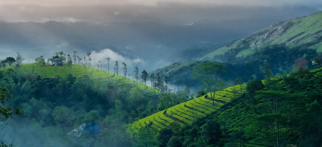 kerala  Backwater