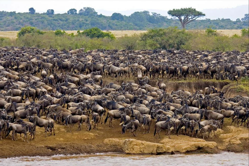 Wildebeest Migration Safari