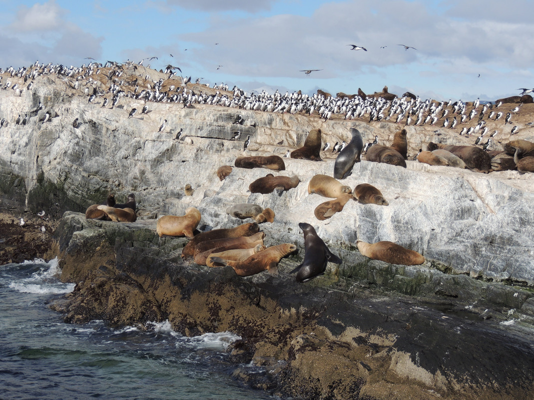 2 semanas en Argentina - Blogs de Argentina - Día 8: Ushuaia (4)