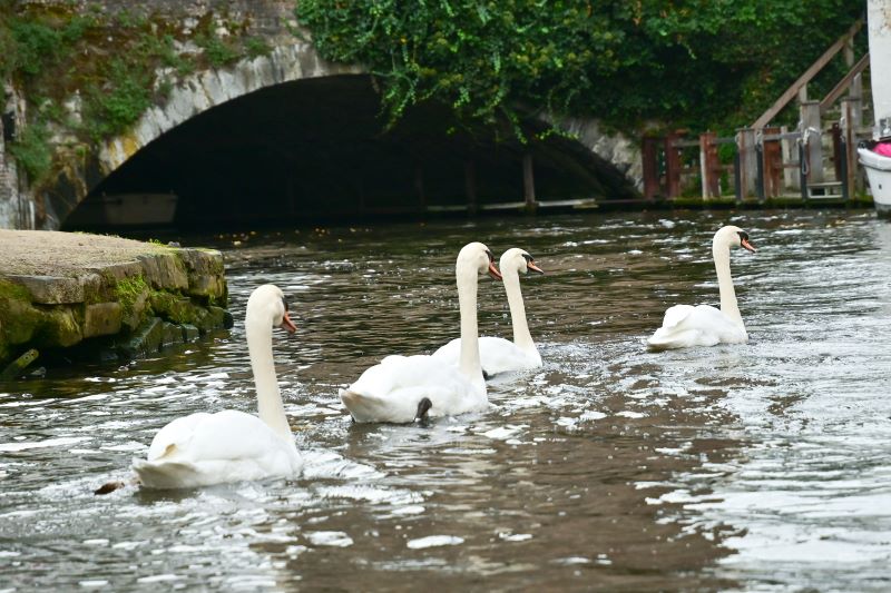 Otoño en Flandes - Blogs de Belgica - Día 3 (I): Amanecer en Brujas y paseo en barca por el canal. (6)