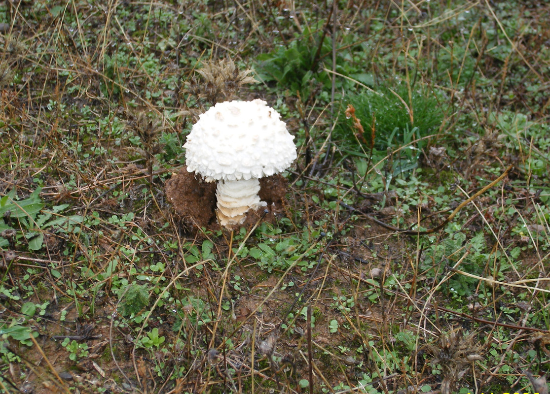 AMANITA VITADINI..... foro  (Estado semi-adulto)