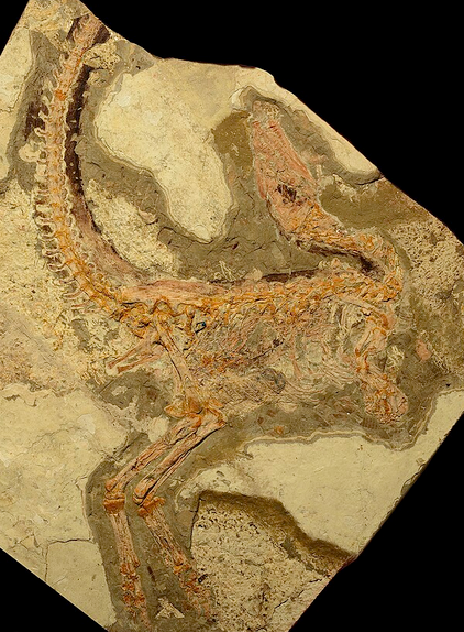 Inside the guts of this Sinosauropteryx are the bones of a Dalinghosaurus an ancient lizard as well as the aforementioned preserved eggs