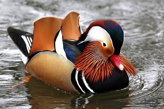 manderin-duck-HD-April.jpg