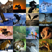 Animals-Collage