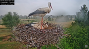 07072025bociany43