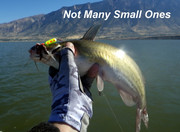 [Image: SMALL.jpg]