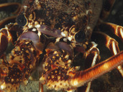 08004_09-09-3TH-8030047