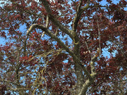 IMG-0742-Copy