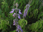 22.1.boldo flowers I