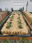 [Image: thumbnail-My-Strawbale-Garden-2025-2.jpg]