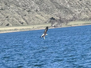 [Image: cropped-eagle.jpg]