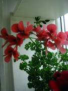 IMG-0294.jpg