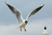 mouette.jpg