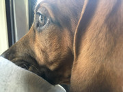 Rocco the Rhodesian Ridgeback 4