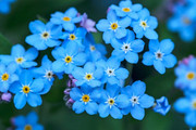 Quick-Guide-on-How-to-Plant-Forget-Me-Not-Seeds.jpg