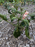 PXL_20240718_133807465