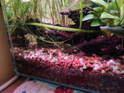 IMG_20210418_60L_manic