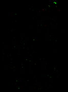 202601_diff_vf_4g