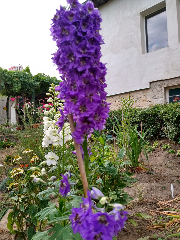 IMG_20200815_085757908_HDR