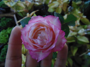 27.16.flower fair XVI