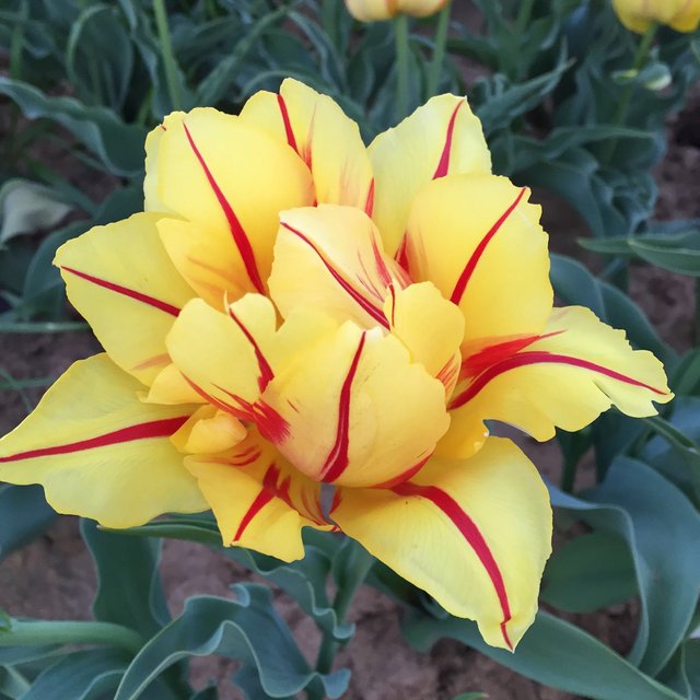 [Image: tulip.jpg]