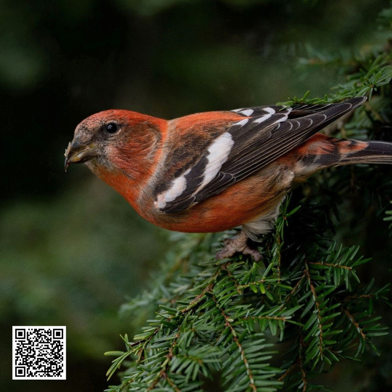How to Recognize the Crossbill s Unique Flight Call?
