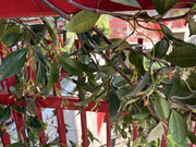 IMG-3697