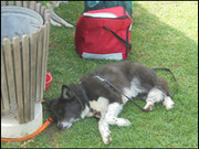 Ardagh-Bowls-121019-007