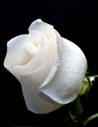 71036D71-3AC0-44E0-B7A3-468F61A3393F