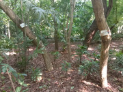 Arroceros-Forest-Park-Manila-Bagras20260716-150946