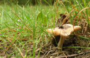 DSC-6395-champignon-2024-09-25-1200x774-strip.jpg