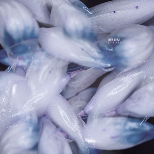 Nima Gorji - It's True (2026) MP3