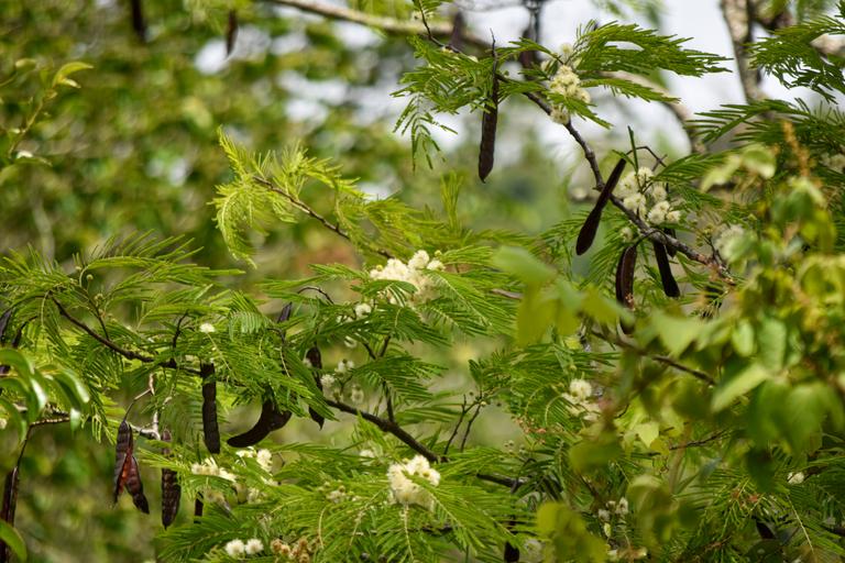 В джазе только девушки или аргентинско-бразильский калейдоскоп В джазе только девушки или аргентинско-бразильский калейдоскоп
