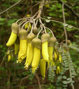 1 Penique Nueva Zelanda 1950 800px-Kowhai-flowers