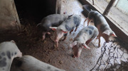 IMG-20211226-134742-1