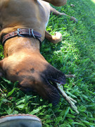 Rocco the Rhodesian Ridgeback 48