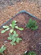 2023-04-28 New borage & African Blue basil planted