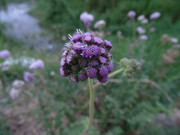 28.4.Tyrian weeds IV