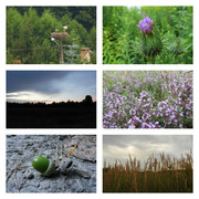 chodzesobiewdeszczudobociankow