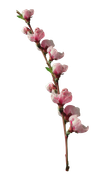 DBJ-ELEM44