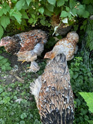 01efbd0d-0ca0-4e17-92f5-c524ed36f77f