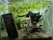 IMG_20210418_70L_pepper_cory