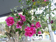 27.21.flower fair XXI