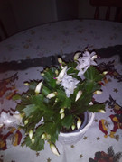 https://i.postimg.cc/LqpS1rvy/IMG-20201203-165102-1.jpg